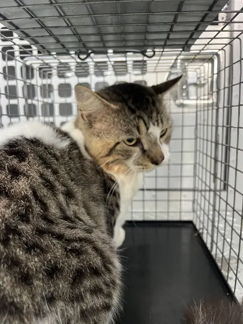 Adoptable Cat