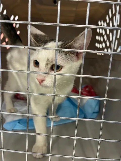 Adoptable Cat