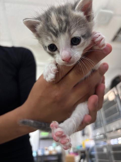 Adoptable Cat