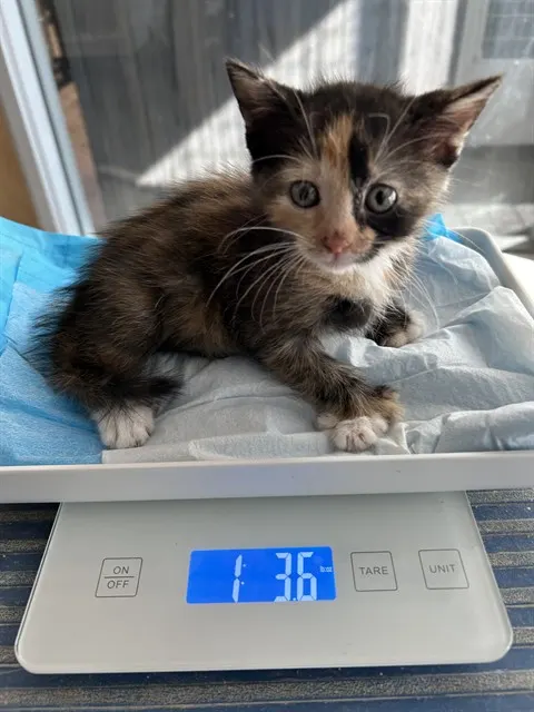 Adoptable Cat