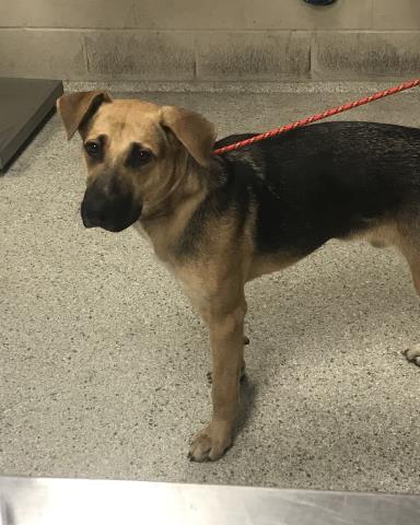 Adoptable Dog