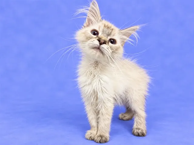 Adoptable Cat