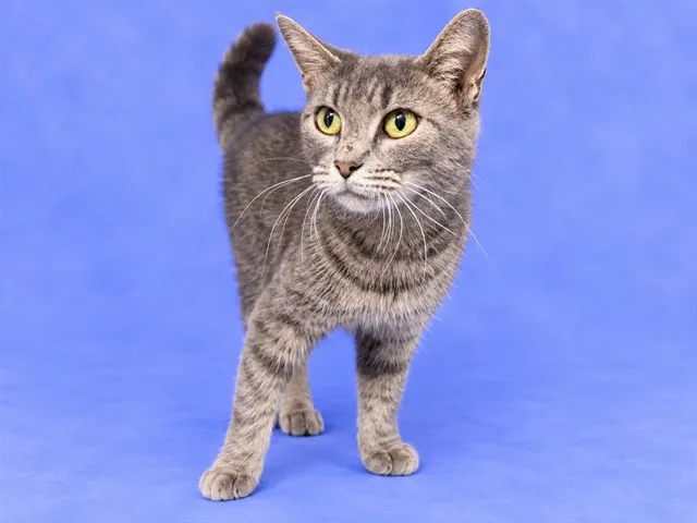 Stella