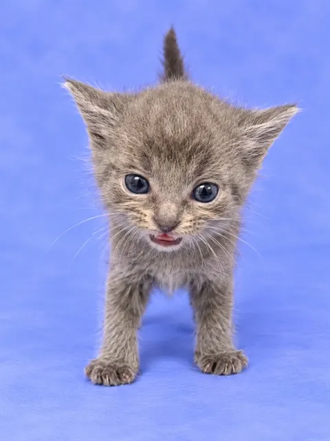 Kitten#2
