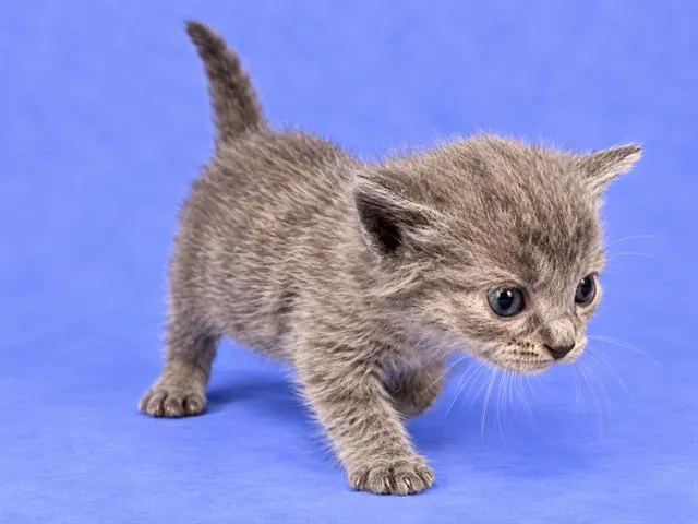 Kitten#3