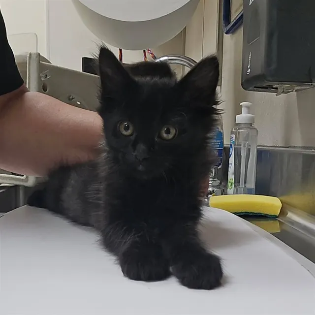 Adoptable Cat