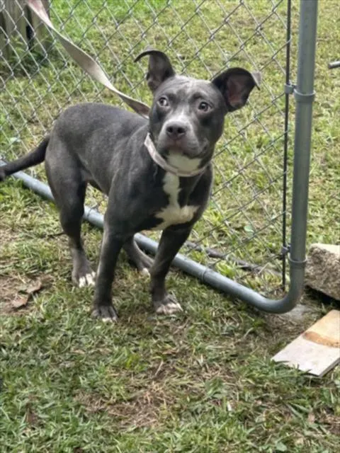 Adoptable Dog