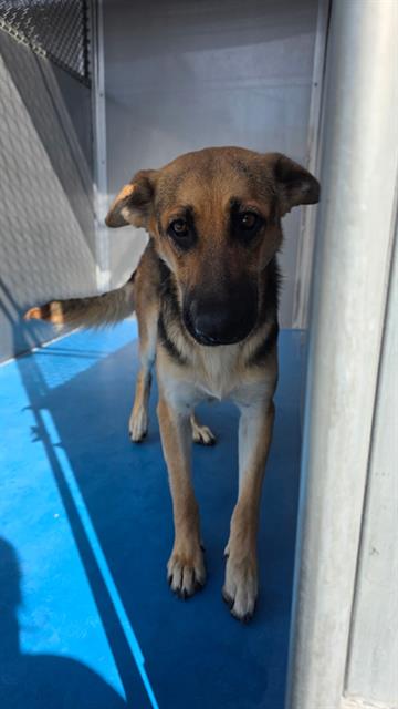 Adoptable Dog