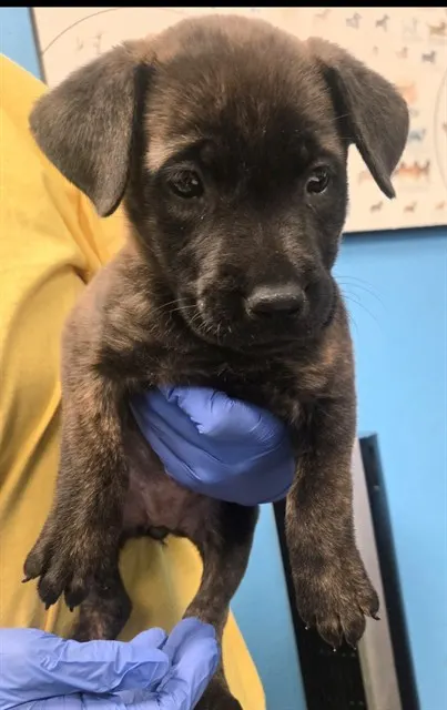 Adoptable Dog