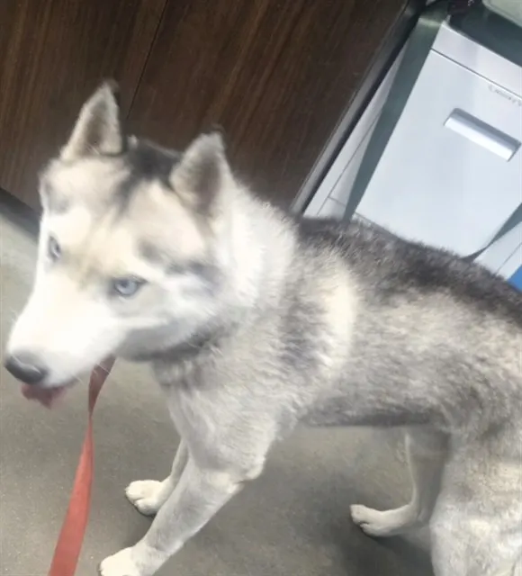 Adoptable Dog