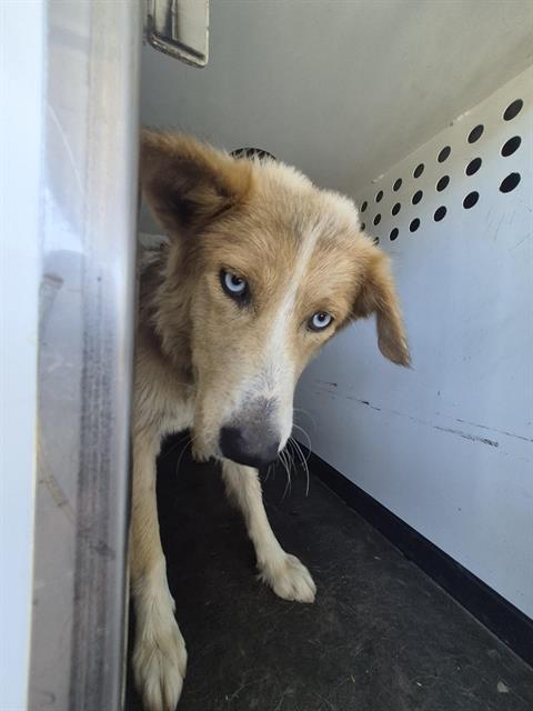 Adoptable Dog