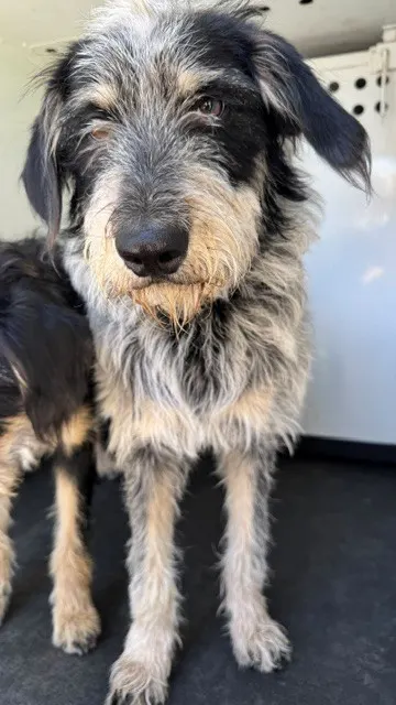 Adoptable Dog
