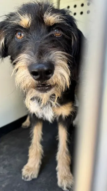 Adoptable Dog