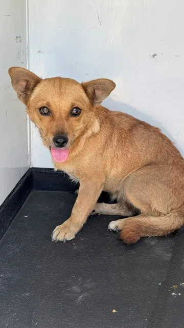 Adoptable Dog