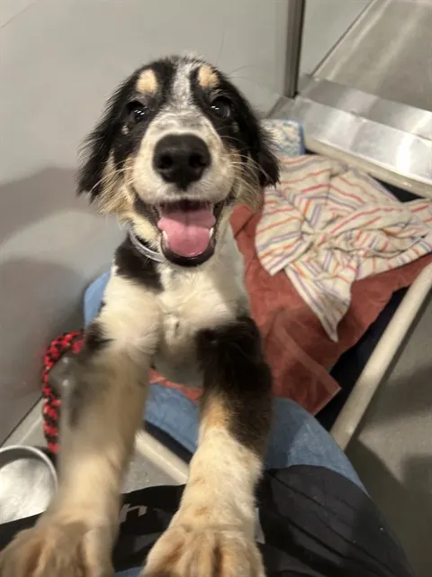 Bindi