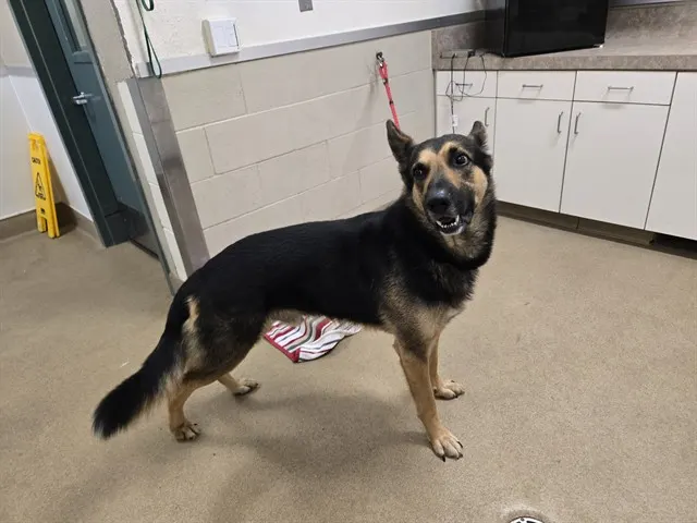 Adoptable Dog