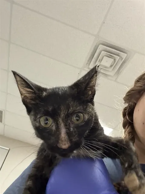 Adoptable Cat