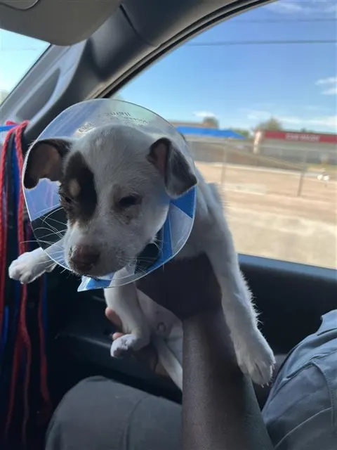 Adoptable Dog