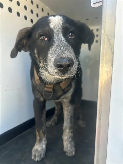 Adoptable Dog