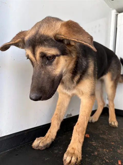 Adoptable Dog