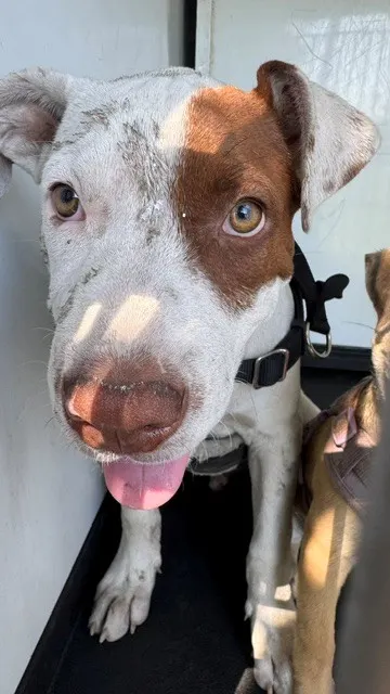 Adoptable Dog