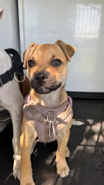 Adoptable Dog