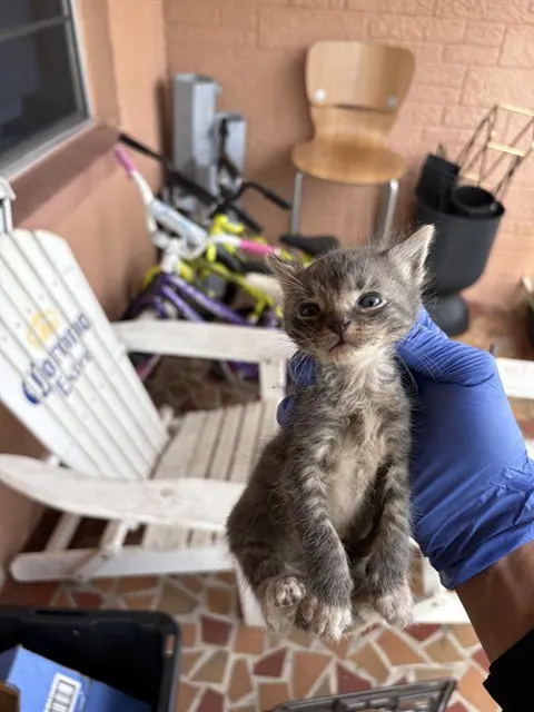 Adoptable Cat