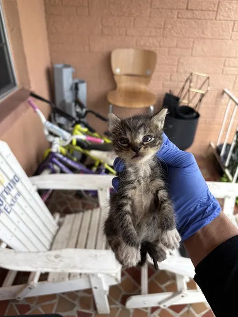 Adoptable Cat