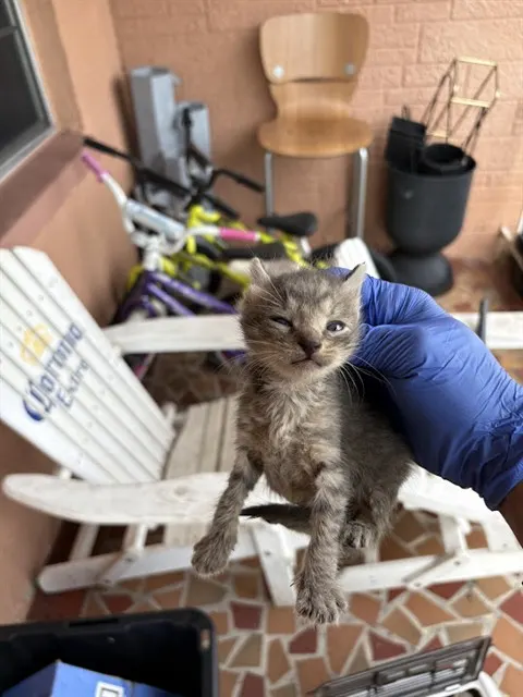 Adoptable Cat