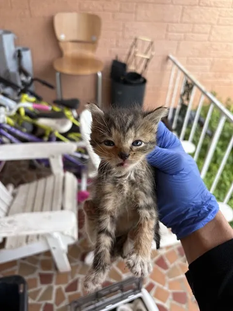 Adoptable Cat