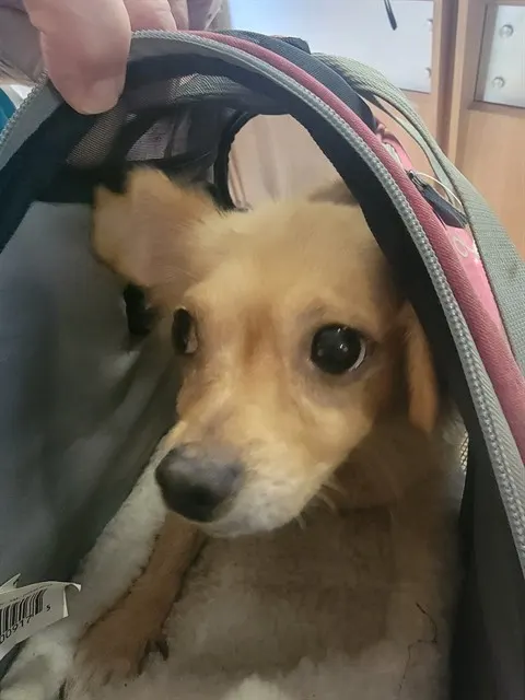 Misha