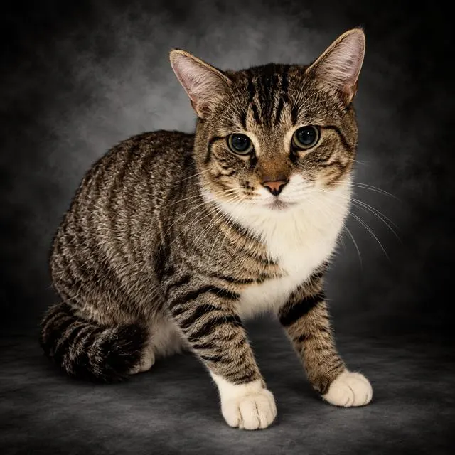 Adoptable Cat