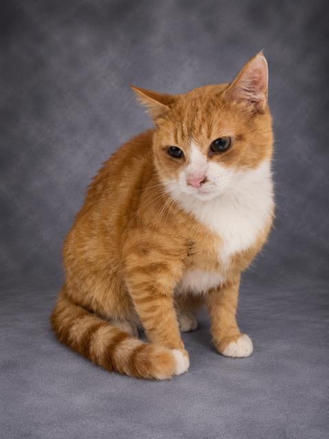 Adoptable Cat