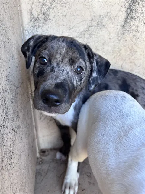 Adoptable Dog