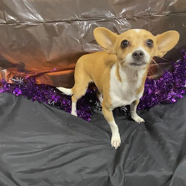 Adoptable Dog