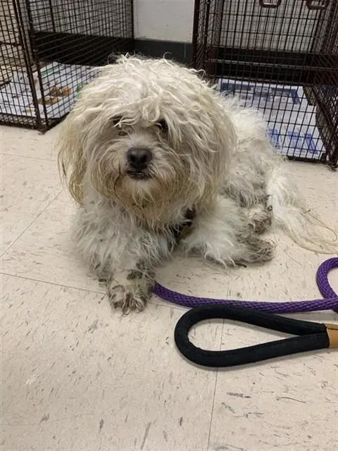 Adoptable Dog