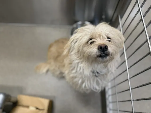 Benji