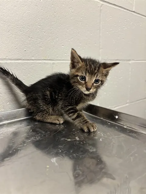 Simba