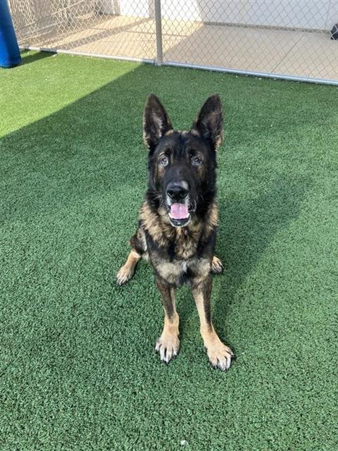 Adoptable Dog
