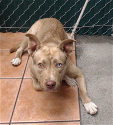 Adoptable Dog