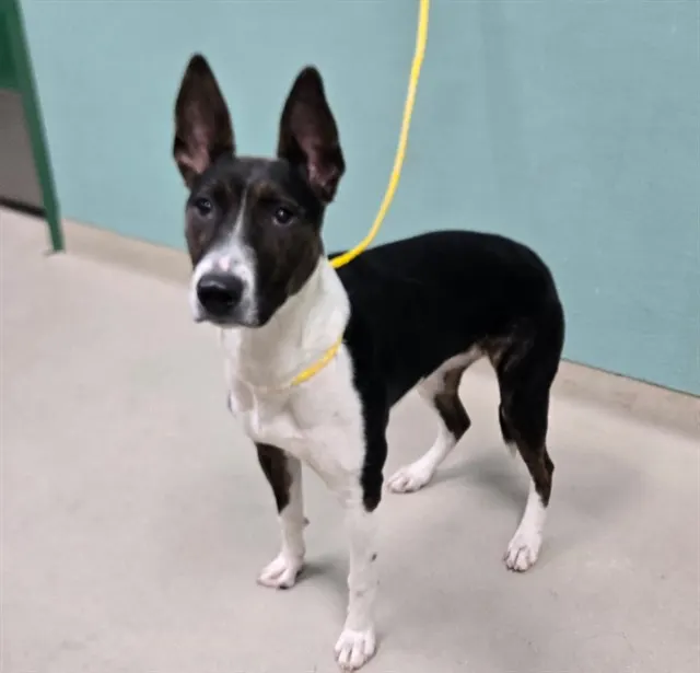 Adoptable Dog