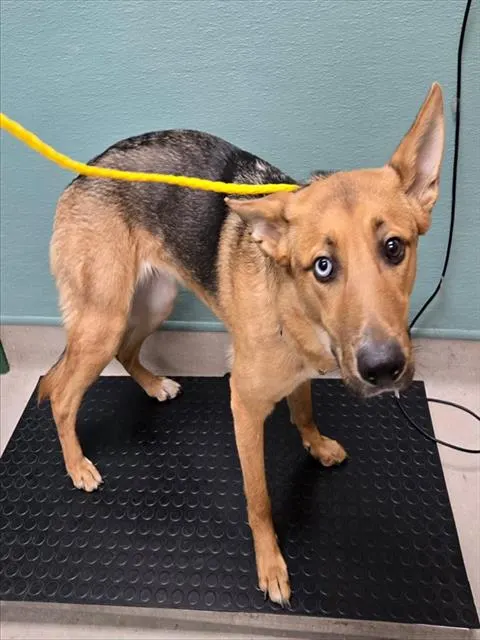 Adoptable Dog