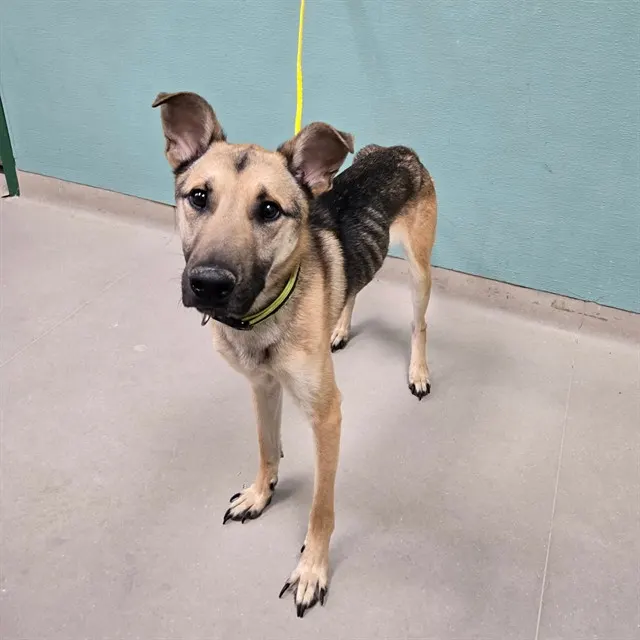 Adoptable Dog
