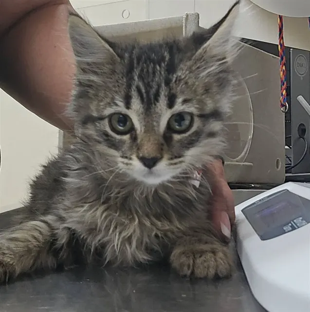 Adoptable Cat
