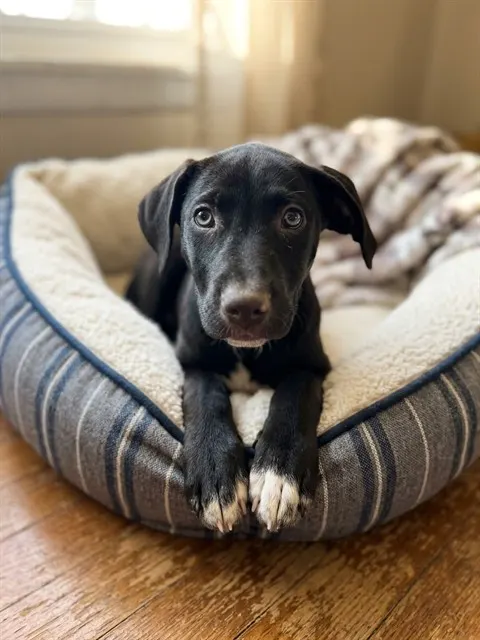 Stella
