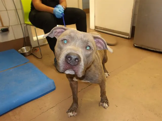 Adoptable Dog