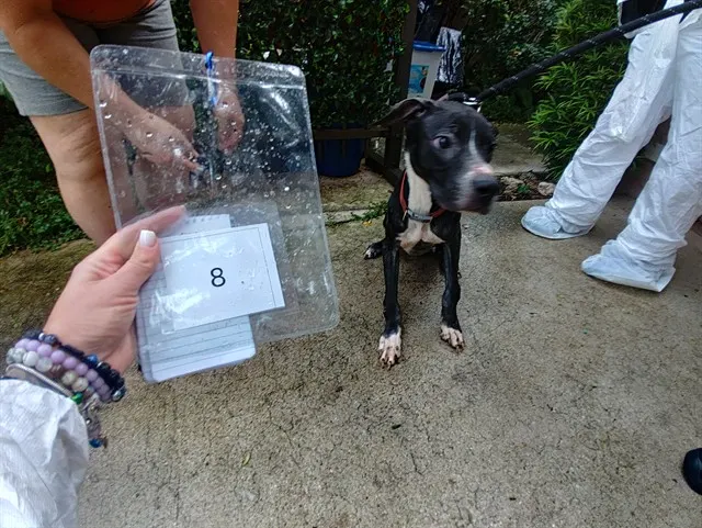 Aramis #8
