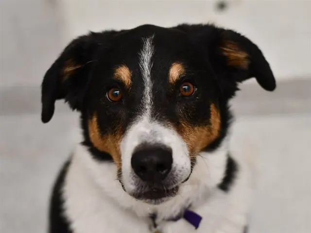 Jack