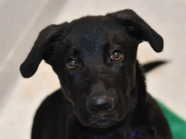 Max