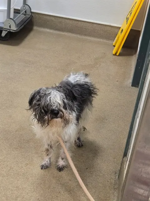 Adoptable Dog
